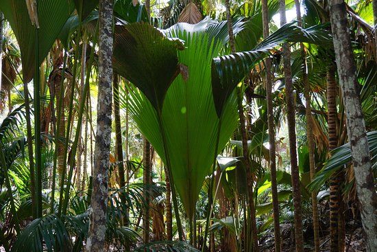 Réserve Naturelle de la Vallée de Mai